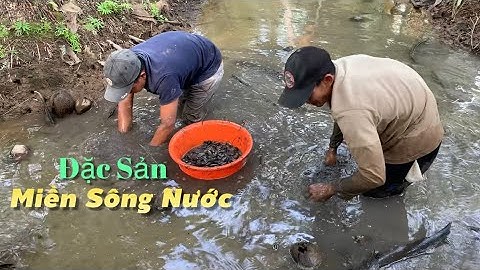 Một đặc sản ở miền tây mà muốn ăn phải ngâm mình để tìm nó về làm bữa tối quá ngon | Cldv #613