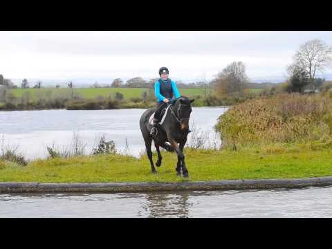 falling-off-into-water!-funny-horse-fall