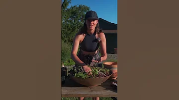 Succulent Buddha Bowl Refresh Summer Rayne Oakes 