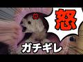 【衝撃映像】愛犬たちに過去一ガチギレされてしまいました…涙