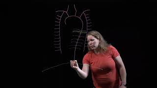 Arteries of the Thorax
