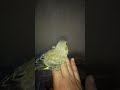 فرخ الفاردورو خضري بسم الله ماشاء الله