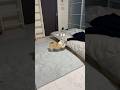 おやつを持って寝てたら必死に起こそうとしてきた #dog #犬 #short #shorts #犬のいる暮らし #ノリノリな猫