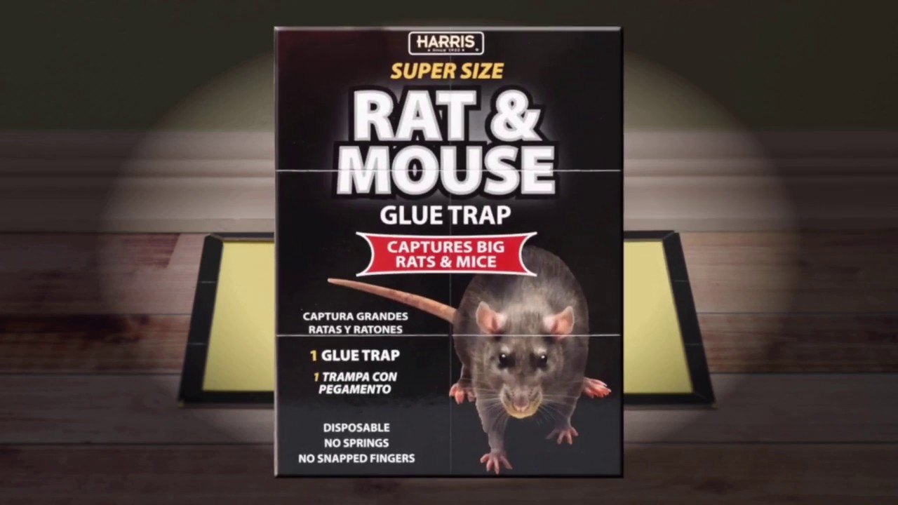 How Effective Are Glue Traps for Prosper Mice Anyway - Stampede