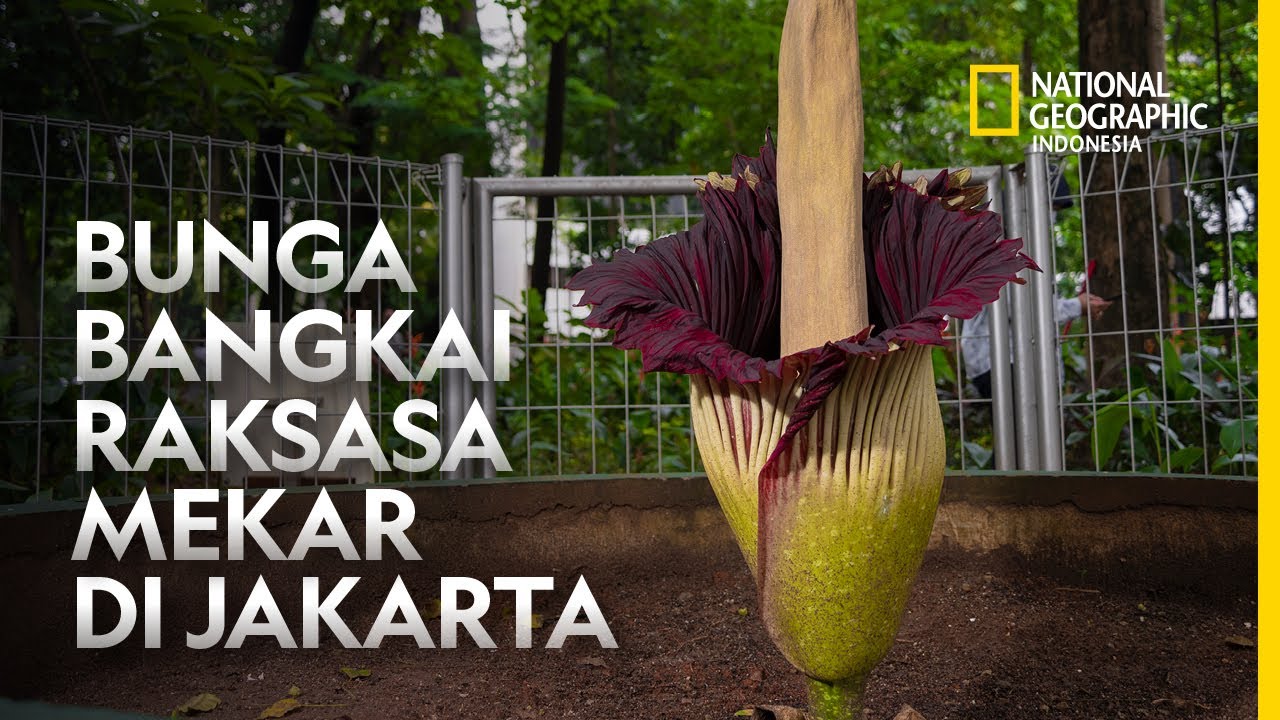 BUNGA BANGKAI RAKSASA MEKAR DI JAKARTA