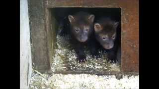 bush dog pups 6 weeks old by SCARCE WORLDWIDE 1,000 views 9 years ago 6 minutes, 13 seconds