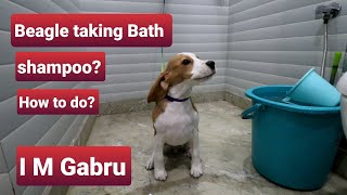 Beagle Puppy Taking Bath, Funny reaction