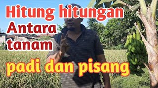 Download Lagu Inilah perbandingan Antara tanam pisang dan padi part 1 MP3