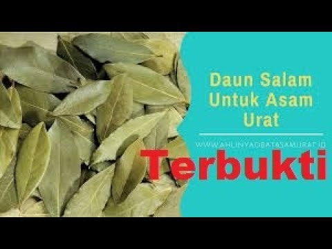 kandungan gizi daun salam dan kasiatnya untuk pengobatan asam urat