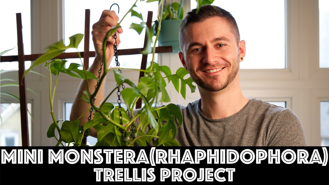 Mini Monstera - Rhaphidophora Tetrasperma Trellis Project