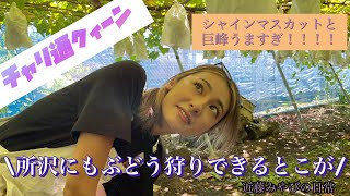 【甘っっっっっ】所沢でもぶどう狩りができる！！！！#チャリ通クィーン #所沢 #ぶどう狩り