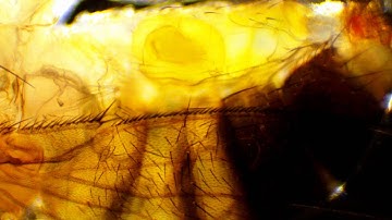 AmScope - MU1000 Microscope Camera Test sample