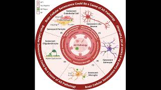Zombie Cells Trigger Alzheimers Disease A Vicious Cycle Of Brain Cell Aging