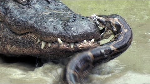 Python vs Alligator 08 -- Real Fight -- Python attacks Alligator
