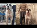 Massive dog breed   pure bully dog breed hazara dog breeder