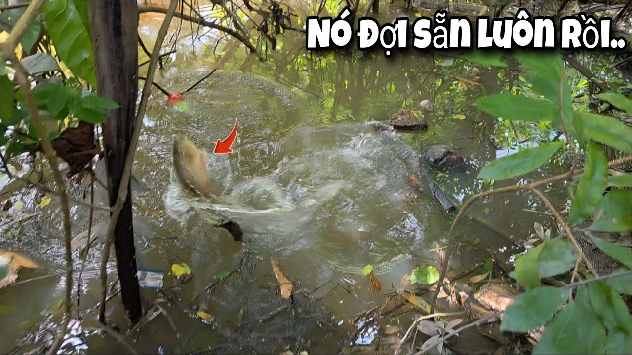 Tập 185 - Câu Cá Rô Đồng Vùng Này Vẫn Còn Nhiều Cá Rô Khủng