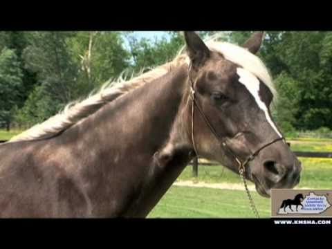 Video: Mustang Horse