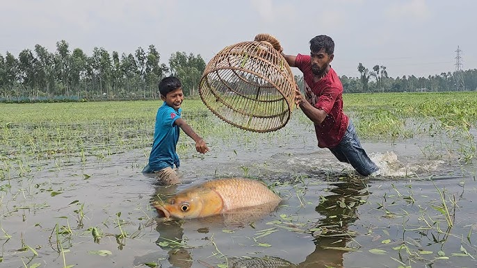 Traditional Net Fishing - Lot Of Big Fish Hunting By Cast Net - Fishing In  Village Pond (Part 05) 