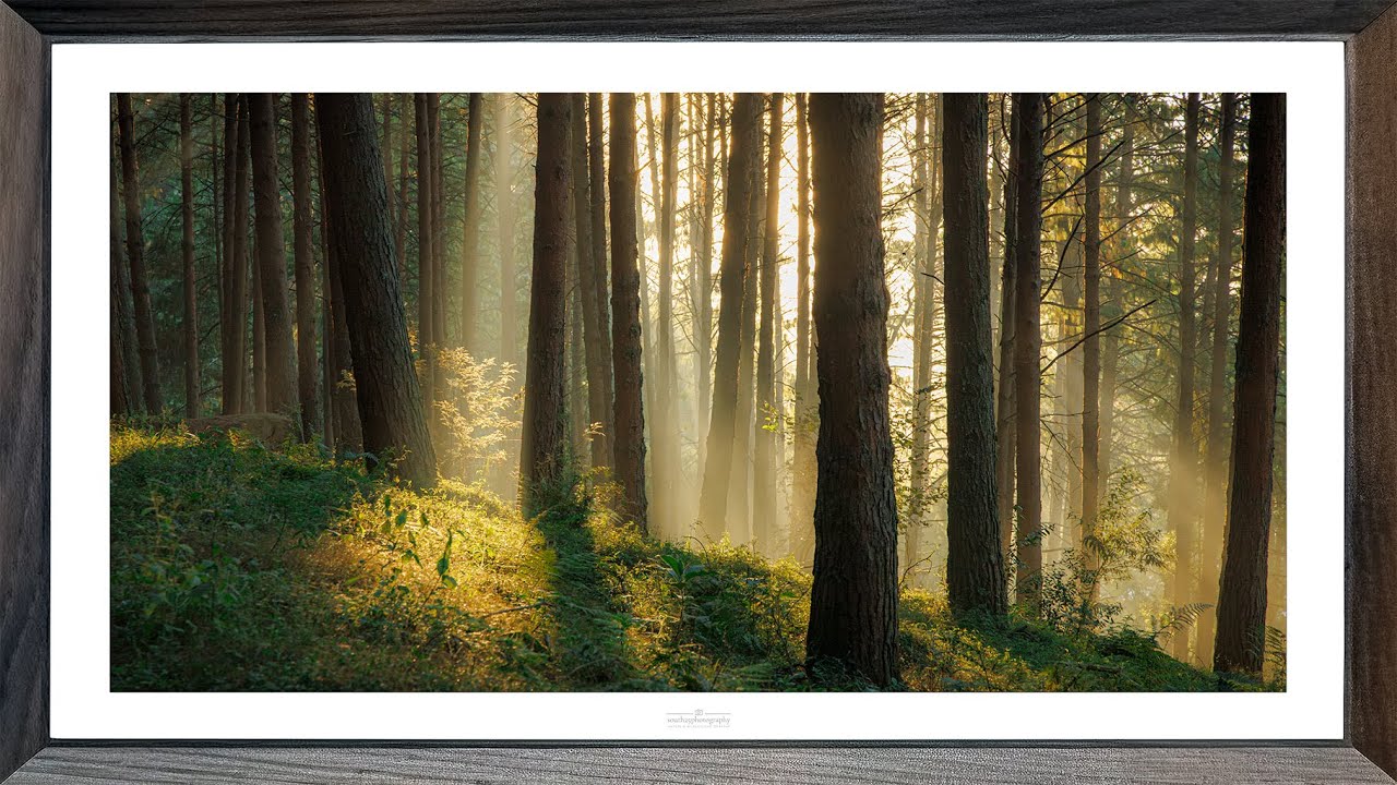 Framed Forest Light | 3 Hour Screensaver in 4K