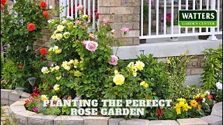 Planting the Perfect Rose Garden by SignalsAZ 28 views 6 days ago 10 minutes, 48 seconds