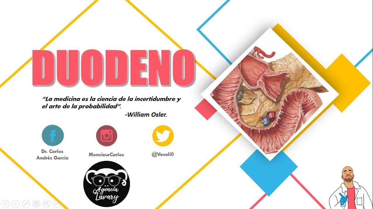 Anatomía - Duodeno (Relaciones, Porciones, Vasos y Nervios) garcía lópez de cárdenas