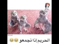 الحريم إذا تجمعو