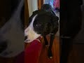 my dog Lucy