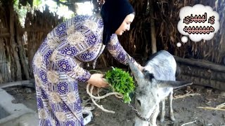 جولة في الغيط وركبت ع الحمار 🐴 الشقي وجري بيا وكان هيوقعني ي لههههوي لكن عرفت اسيطر ع الموقف