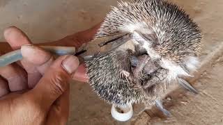 giving water and pull out 6 big ticks from wild hedgehog in the workshop,