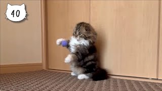 The felt ball gets stuck to our cute kitten due to her long hair. Elle video No.40