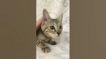 Чаузи ф2 1,5 Мес и уже с кистями