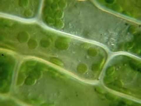 Движение хлоропластов в клетке 1