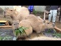 華の湯シーズン到来　須坂市動物園のカピバラたち の動画、YouTube動画。