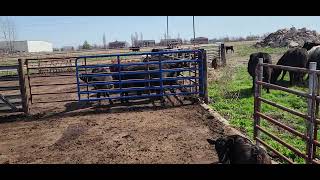 big girls let out in pasture