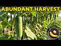 Sweet Cucumber Harvest: The Ultimate Guide from Seed to Table