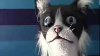 Kedi Maskesi Takan Adamdan Bakın Kediler Nasıl Korktu - Cats Were Shied By Man Who Wear Cat Mask