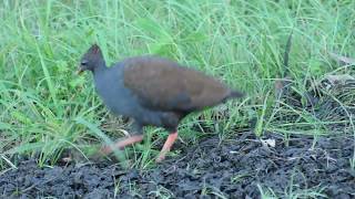 Talégalo de Reinwardt  (Megapodius reinwardt)