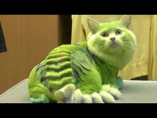 FUNNY PET HAIRCUT - Jogue Funny Pet Haircut no Poki em 2023