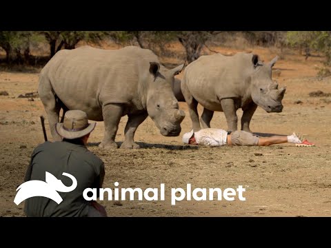 Vídeo: Onde o rinoceronte encontra abrigo?