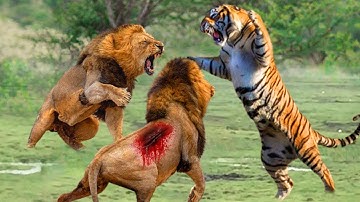 Tijger vs. Leeuw...Tijger vecht en doodt 2 leeuwen om te bewijzen wie de koning is...Laatste Leeuw vs. Tijger