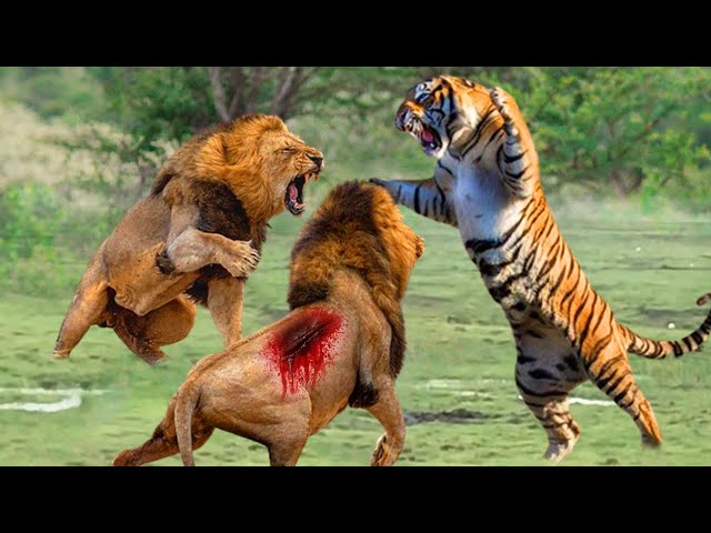 Lion vs Tiger - Leone vs Tora