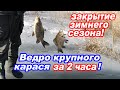 Ведро крупного карася за 2 часа! Самоподсекающая удочка Капкан -1, закрытие зимнего сезона 2023.