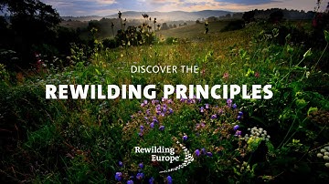 Rewilding Principles