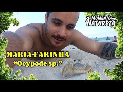 Maria - farinha - " Ocypode sp. " - Momento Natureza