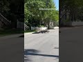 Huge alligator crosses street in front of people