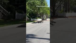 Huge Alligator Crosses Street In Front Of People