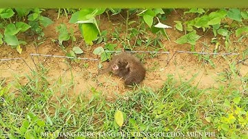 Bẫy Chồn Cực Nhanh - Tổng Hợp Các Pha Bẫy Chồn Đèn Cực Chất Bằng Thòng