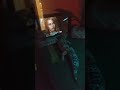 Gertrude's Movie Night #Barbarella #Gecko
