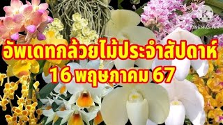 อัพเดทกล้วยไม้ประจำสัปดาห์ 16 พฤษภาคม 67 "กล้วยไม้คุณภาพดีราคาถูก"