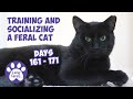 Training And Socializing A Feral Cat * Part 18 * Days 161 - 171 * Cat Video Compilation